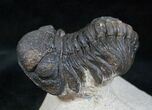 Large Bumpy Morocops Trilobite #13744-3